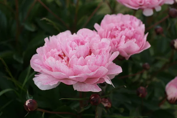 Belas Peônias Rosa Fresco Crescendo Arbustos Fundo Quintal — Fotografia de Stock