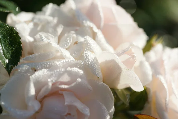 beautiful lush roses on bushes in garden background