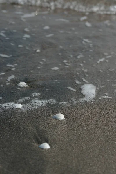 Little Seashells Wet Sea Waves Sand Beach Background — Stock Photo, Image