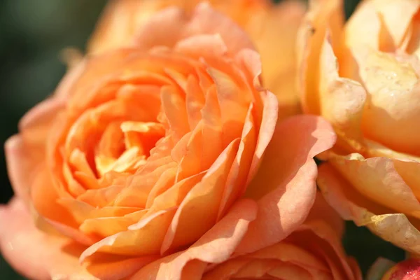 Close View Blooming Orange Sakura Roses Bouquet — Stock Photo, Image