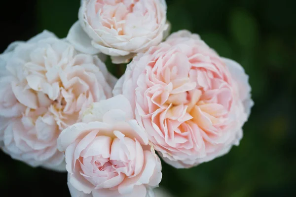 Ароматні Пишні Троянди Фоні Зелених Кущів — стокове фото