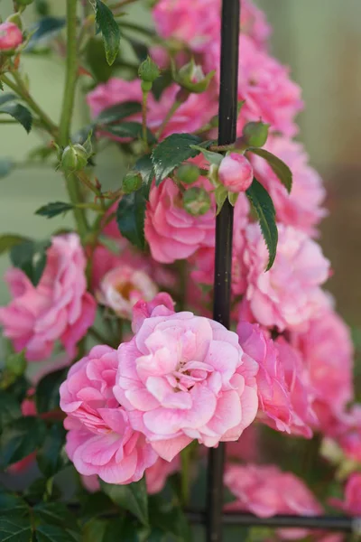 Increíbles Rosas Rosadas Exuberantes Pomposas Los Arbustos Fondo Del Jardín — Foto de Stock