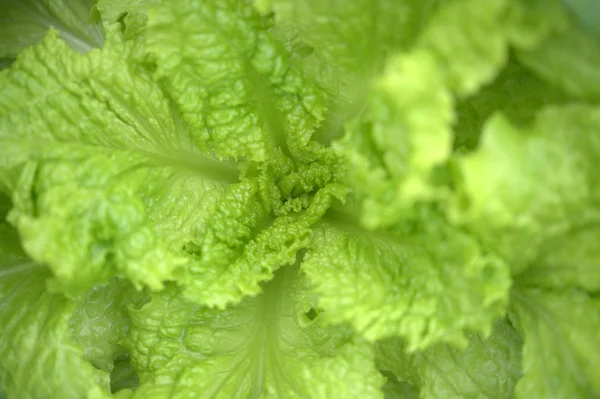 Fresh Green Leaves Cabbage — Stock Photo, Image