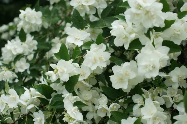 Weiße Blühende Sträucher Mit Duftendem Weißem Jasmin — Stockfoto