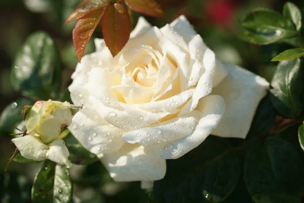 Primer Plano Hermosas Rosas Exuberantes Fondo Del Patio — Foto de Stock
