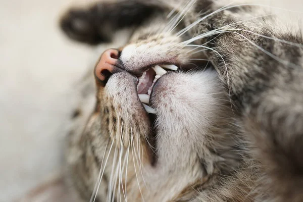 Μια Άστεγη Γάτα Κοιμάται Τσιμεντένια Επιφάνεια — Φωτογραφία Αρχείου