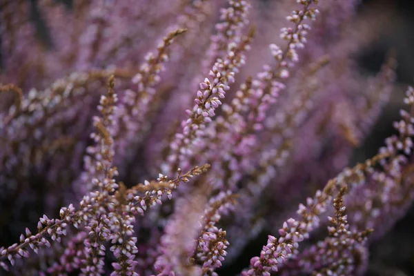 Purpurowe Kwiaty Lawendy Tle Ogrodu — Zdjęcie stockowe