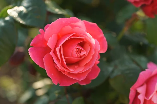 Krásné Bujné Růže Keřích Zahradním Pozadí — Stock fotografie