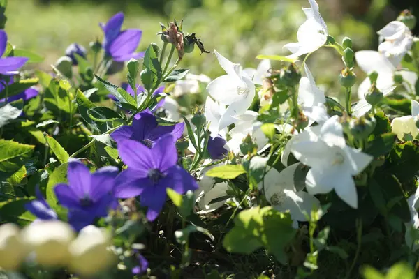 Цветущие Цветы Зеленых Кустах Фоне Сада — стоковое фото