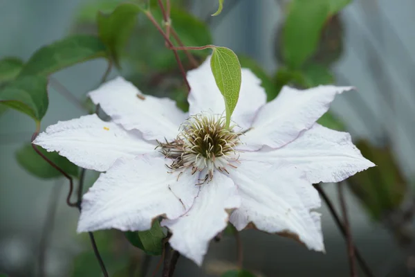 Flor Blanca Floración Fondo Del Jardín — Foto de Stock