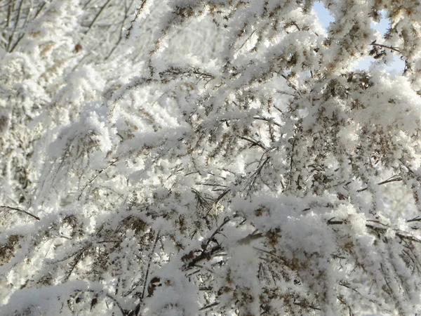 Winter Wood Snowy Branches Trees Background — Stock Photo, Image