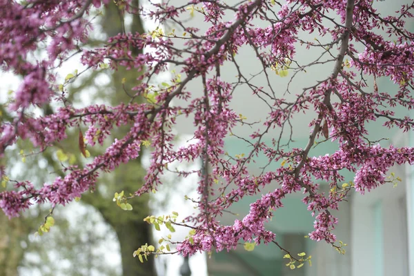 Розовые Ветви Акации Цветущими Цветами Фоне Сада — стоковое фото