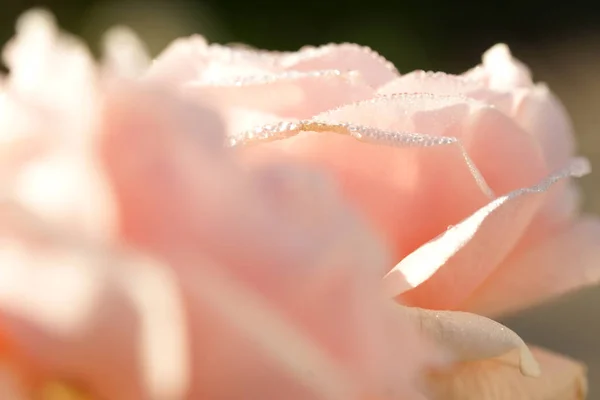 Schöne Blühende Rosa Rosen Auf Garten Hintergrund — Stockfoto