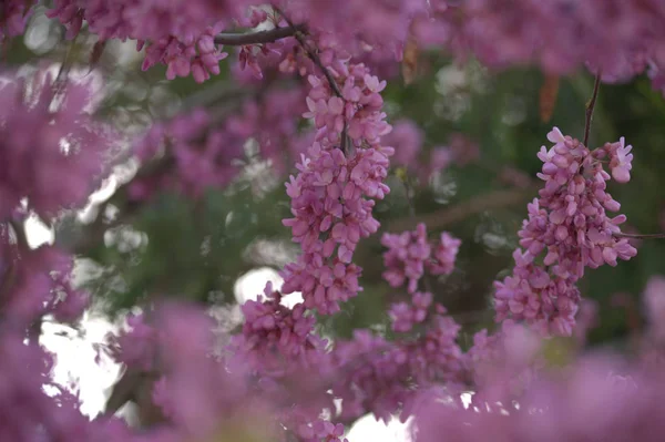 Primer Plano Las Ramas Florecientes Acacia Con Flores Rosadas Huerto — Foto de Stock