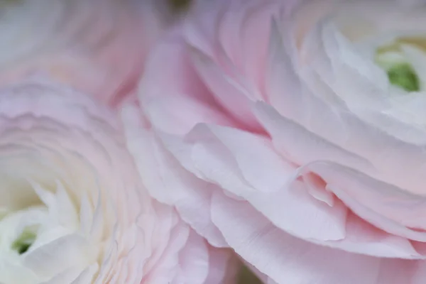 Zblízka Pohled Kvetoucí Sakura Růže — Stock fotografie