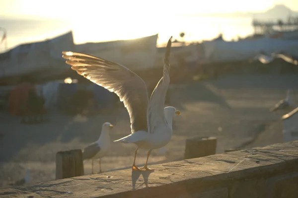 Seagull Flying Sky — Stock Photo, Image