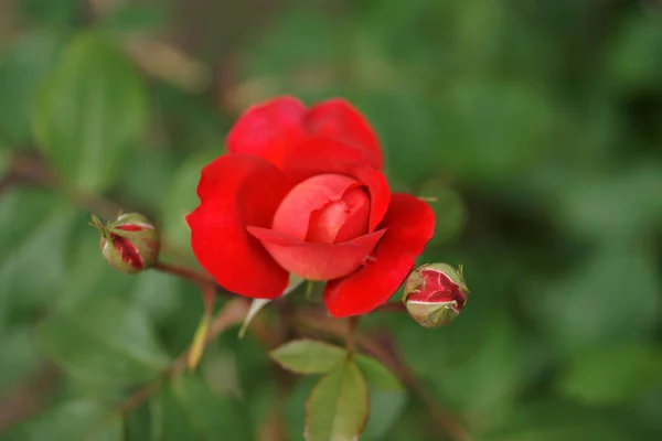 red amazing lush roses on bushes in yard background