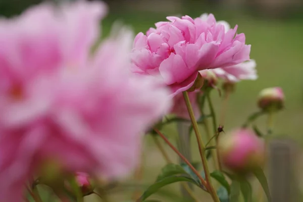 pink peonies growing on bushes on yard background