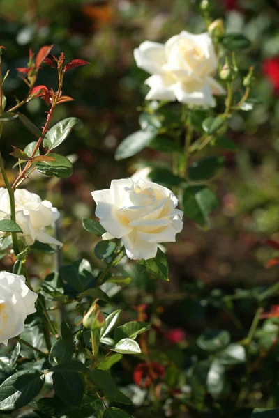 茂盛美丽的玫瑰在绿色的灌木丛中绽放 — 图库照片