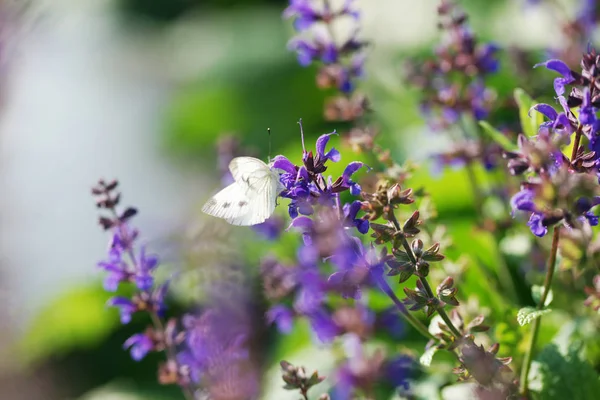 Borboleta Situada Sálvia Roxo Floração Fundo Jardim — Fotografia de Stock