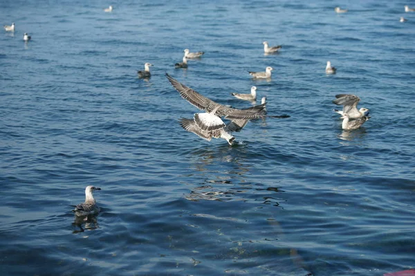 Чайки Озері — стокове фото