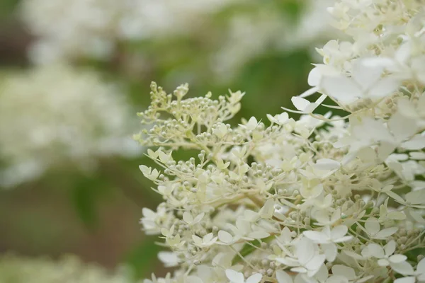 Kvetoucí Bílé Květy Trávě Zahradním Pozadí — Stock fotografie