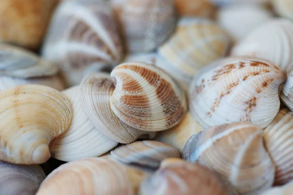 Sacco Conchiglie Colorate Sullo Sfondo Della Spiaggia — Foto Stock