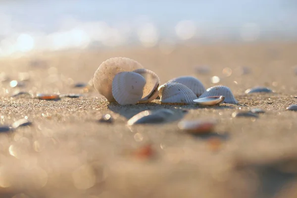 Close Seashells Shore Beautiful Sunlight — Stock Photo, Image