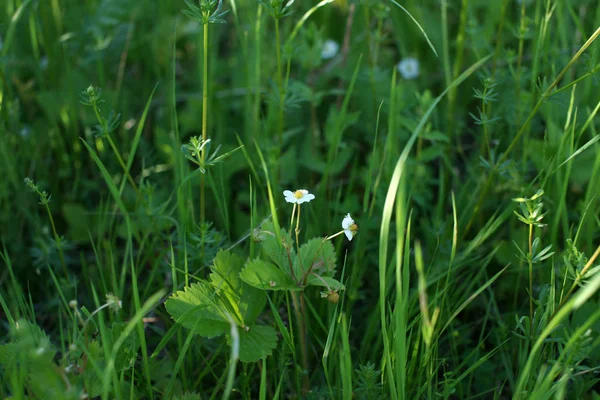 Erdbeere Reift Garten — Stockfoto