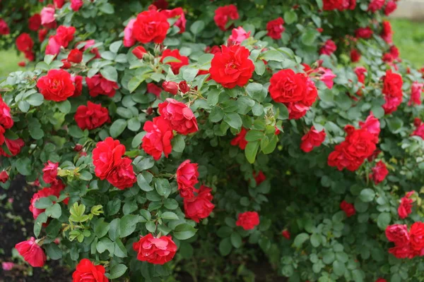 Červená Úžasné Bujné Růže Keřích Dvoře Pozadí — Stock fotografie