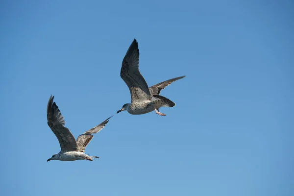 Seagulls Flying Flight — стоковое фото