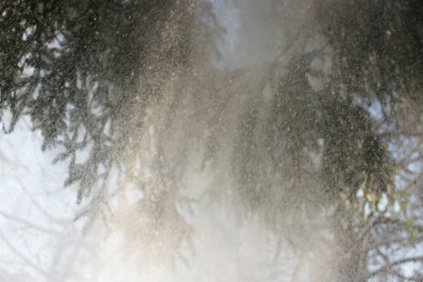Close Falling Snow Fir Trees Branches Winter Forest Background — 图库照片