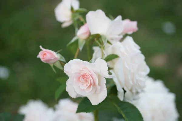 Green Bushes Beautiful Blossom White Roses Garden Background — Stock Photo, Image