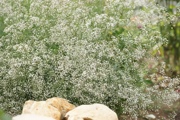 Arbustos Verdes Florescendo Com Flores Fundo Jardim — Fotografia de Stock