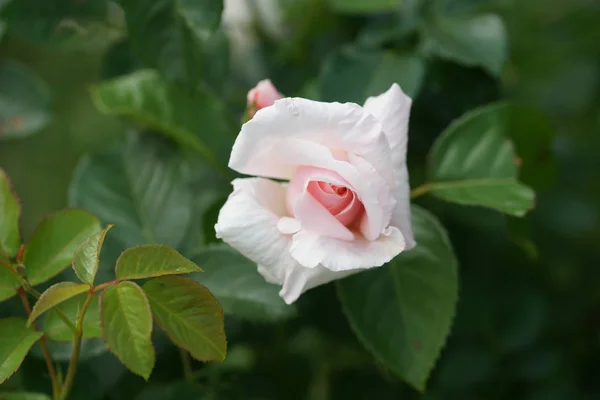 Εκπληκτική Ανθισμένα Ροζ Τριαντάφυλλα Φόντο Κήπο — Φωτογραφία Αρχείου