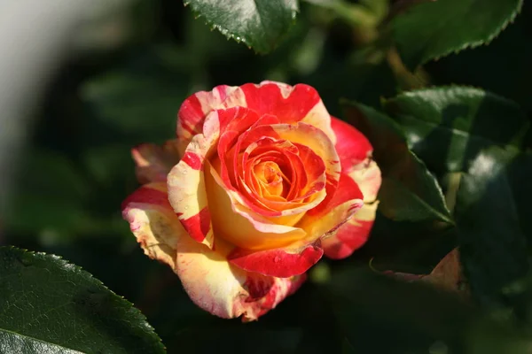 Hermosas Rosas Exuberantes Los Arbustos Fondo Del Jardín — Foto de Stock