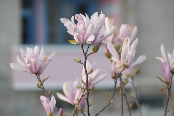 Branches Pink Magnolia Flowers Yard Background — Stock Photo, Image