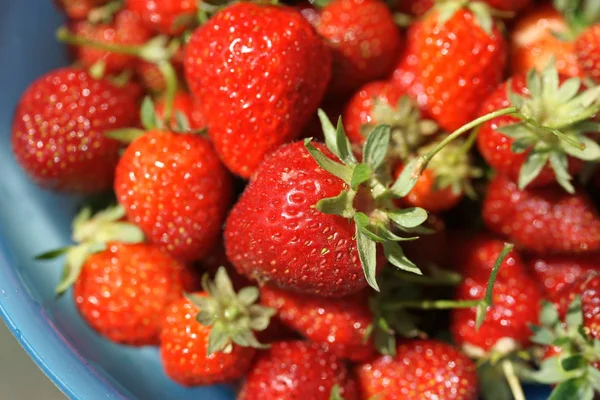 Blue Bowl Red Strawberries Greenhouse Background — Stock Photo, Image