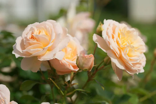 Increíbles Rosas Amarillas Flor Sobre Fondo Jardín — Foto de Stock