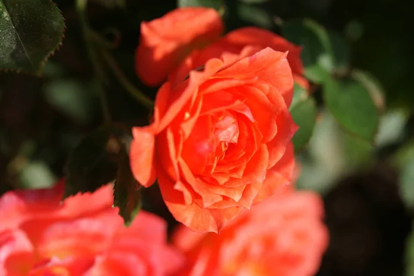 Fantastisk Blommande Röda Rosor Trädgård Bakgrund — Stockfoto