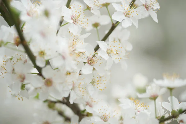 정원에 과일나무의 꽃들이 — 스톡 사진