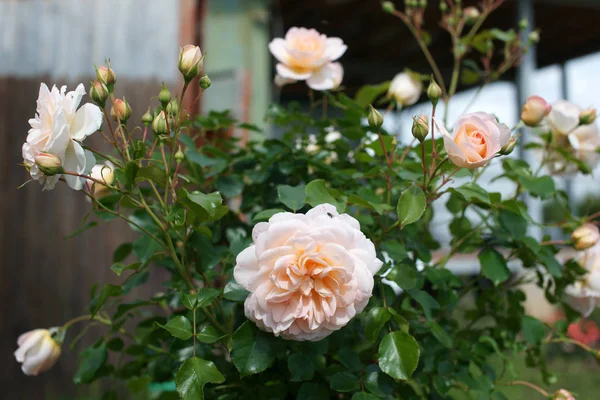 Erstaunliche Gelbe Blühende Rosa Rosen Auf Garten Hintergrund — Stockfoto