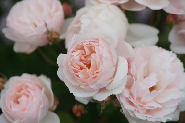 绿灌木上美丽的粉红玫瑰的近景 — 图库照片