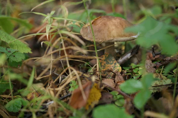 Paddestoel Het Bos Ochtend — Stockfoto