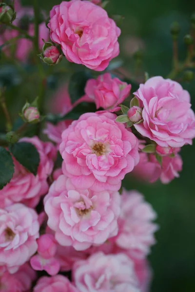 Зеленые Кусты Розовыми Розами Фоне Сада — стоковое фото