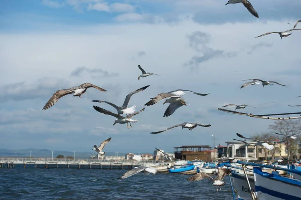 Seagulls Flying Sky — Stock Photo, Image