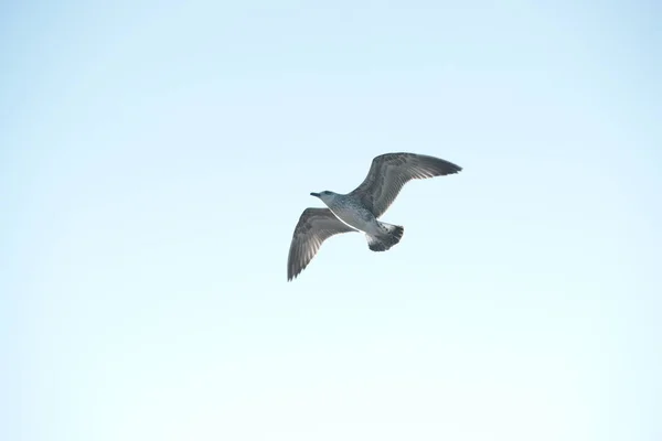 Möwe Fliegt Flug Gegen Blauen Himmel — Stockfoto