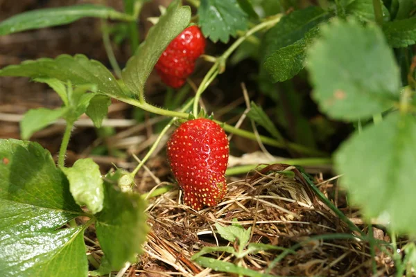 Fresas Rojas Creciendo Fondo Invernadero — Foto de Stock