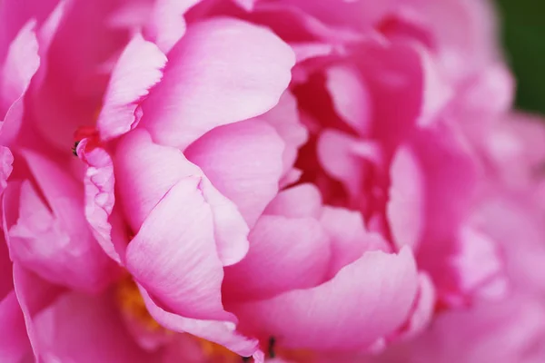 Erstaunliche Blühende Rosa Pfingstrose Blumen Garten Hintergrund — Stockfoto