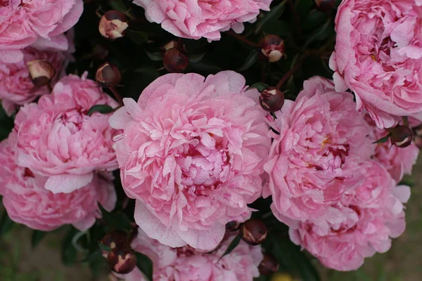 Mooie Frisse Roze Pioenen Groeien Struiken Tuin Achtergrond — Stockfoto